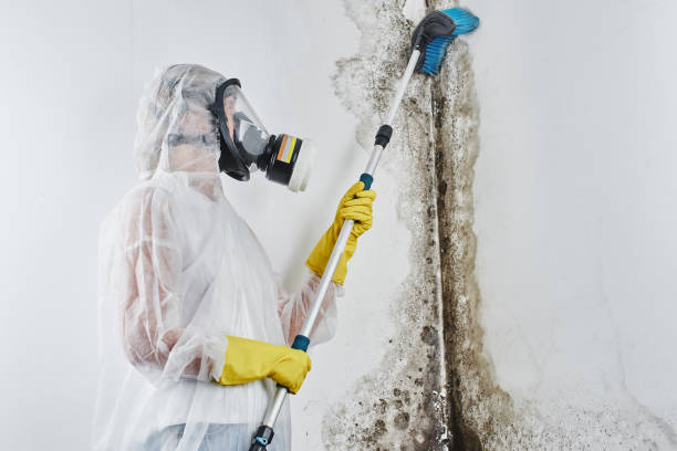 Best Local Mold Removal Service  in Roanoke, AL