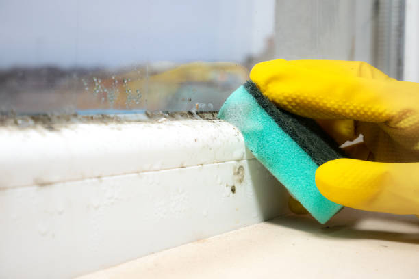 Best Mold Removal and Inspection  in Roanoke, AL