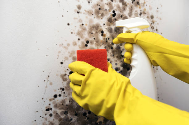 Mold Removal Process in Roanoke, AL