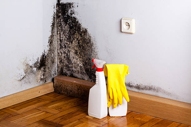 Best Home Mold Removal  in Roanoke, AL