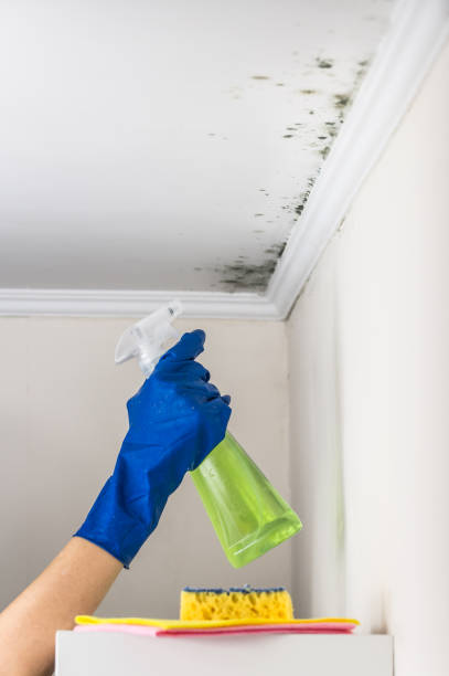 Best Mold Damage Repair  in Roanoke, AL